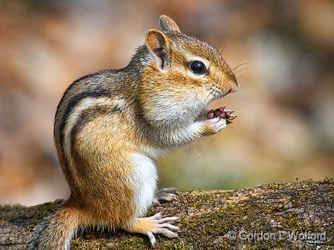 Chubby Cheek Chipmunk_53142.jpg - Eastern Chipmunk (Tamias striatus) photographed at Ottawa, Ontario - the capital of Canada.